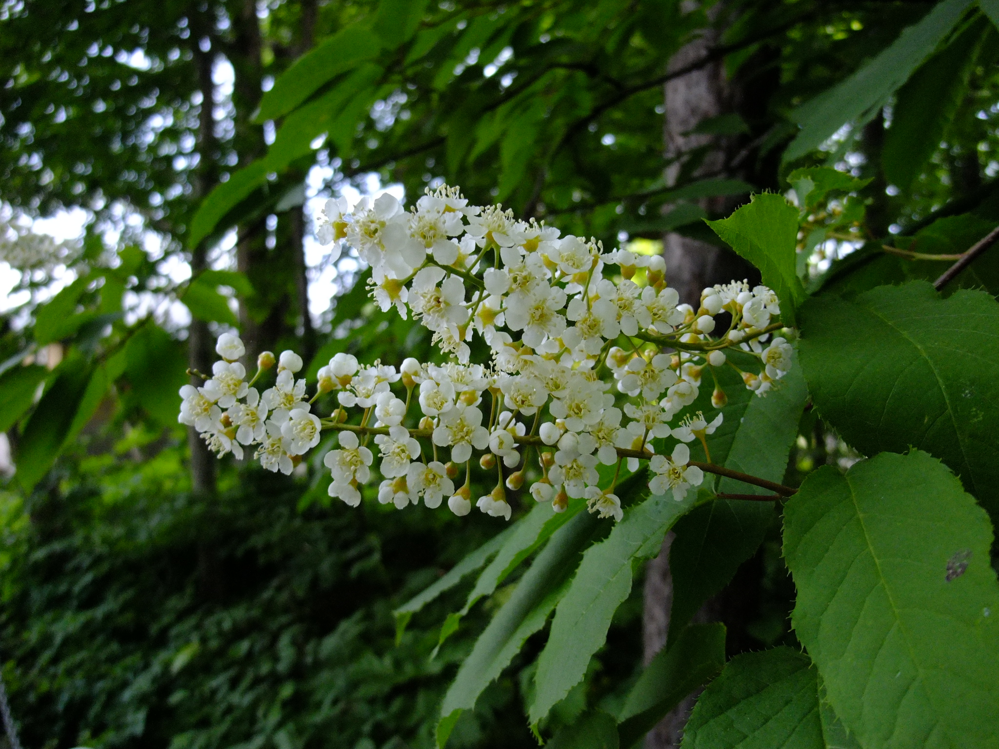 白い花の競演 円山公園