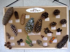 木の実の標本展示してますのイメージ