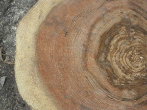 杉の円盤