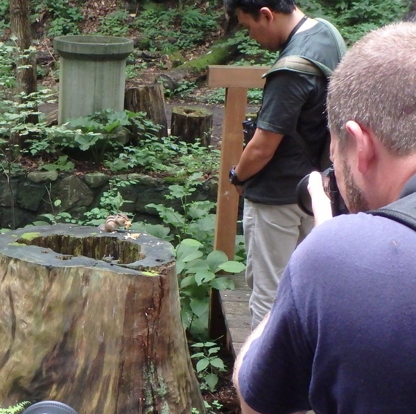 リス観察ツアーを開催しました 円山公園