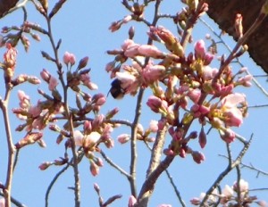 桜の花の蜜を吸うマルハナバチ