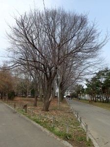 円山公園標準木（4/16現在）