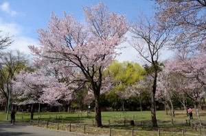 円山公園サクラの標準木