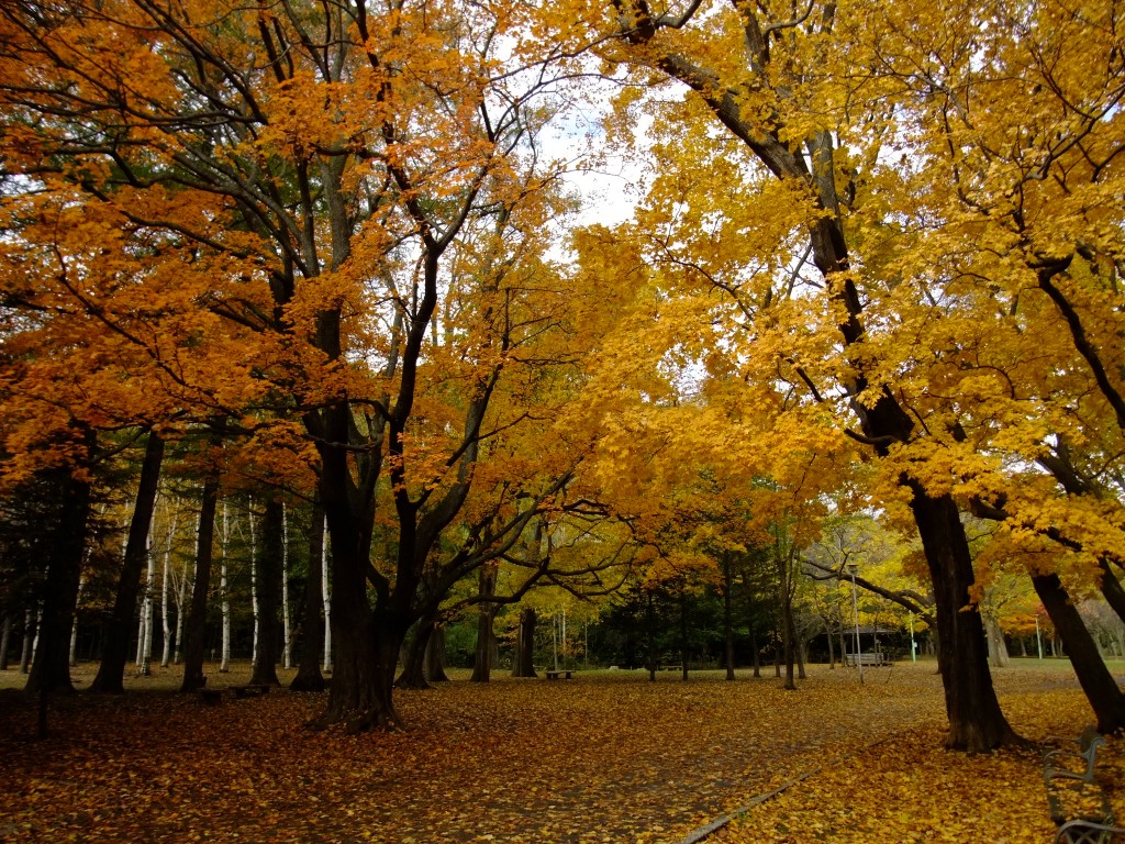 Trees and Flowers