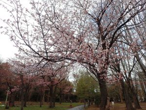 【サクラの状態（円山公園標本木）】　6分咲きのイメージ