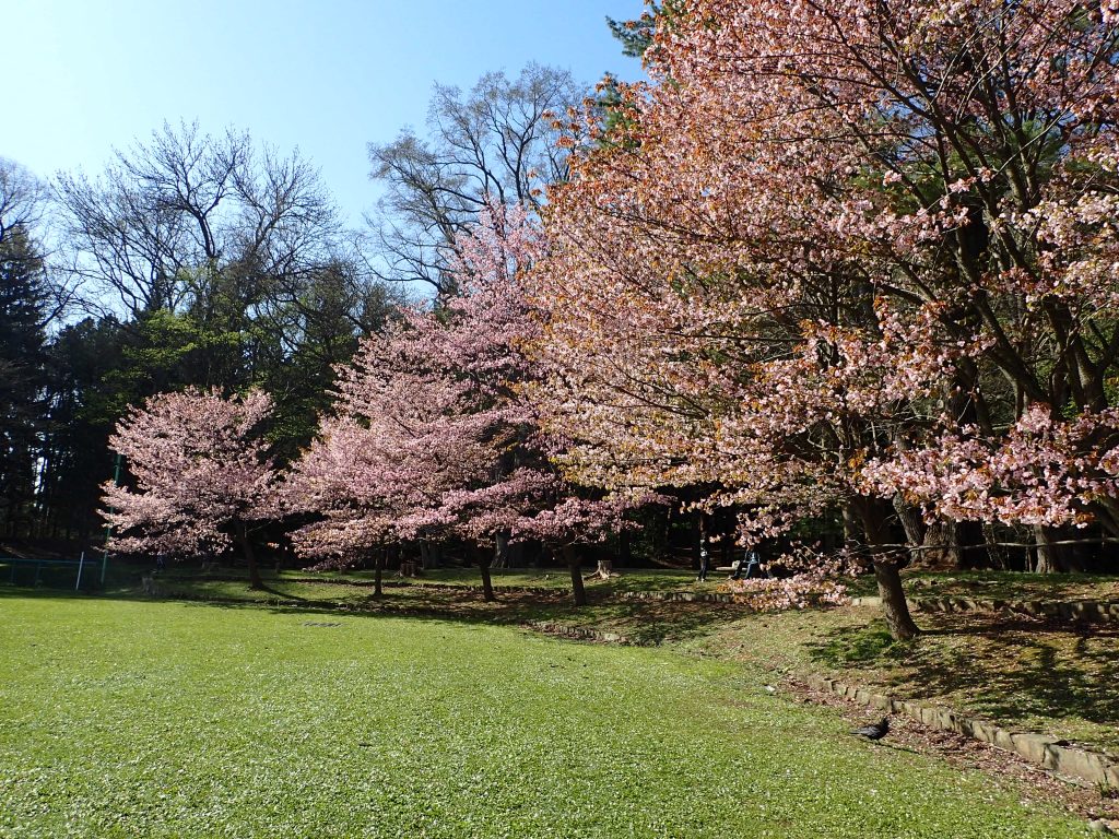 サクラ開花状況　散り始め～葉桜のイメージ