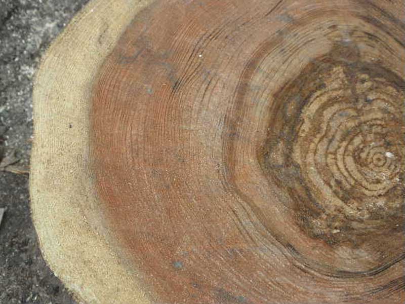 杉の円盤