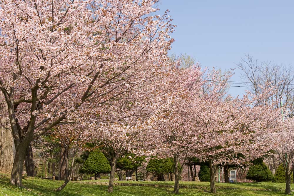 桜風景の写真