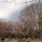 【サクラの状態（円山公園標本木）】　5分咲きのイメージ