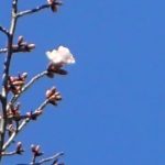 【サクラの状態（円山公園標本木）】　3輪ほど開花のイメージ