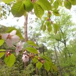 【サクラの状態（円山公園）】開花はごく少数のイメージ