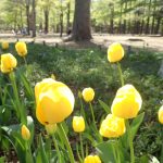 【サクラの状態（円山公園）】　開花は1，2本のイメージ