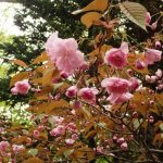 【サクラの状態（円山公園）】　ヤエザクラが開花のイメージ