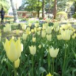 【花案内（円山公園）】　チューリップや、動物園のヤエザクラのイメージ