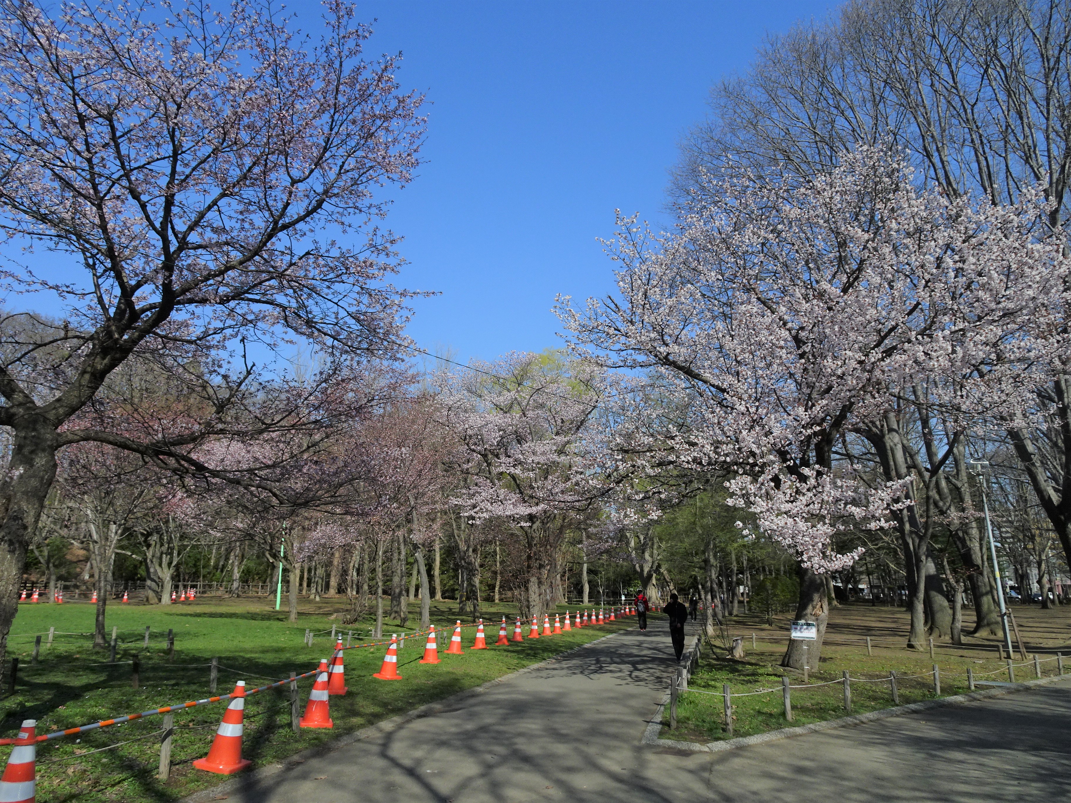 サクラの開花状況 8分咲き 円山公園