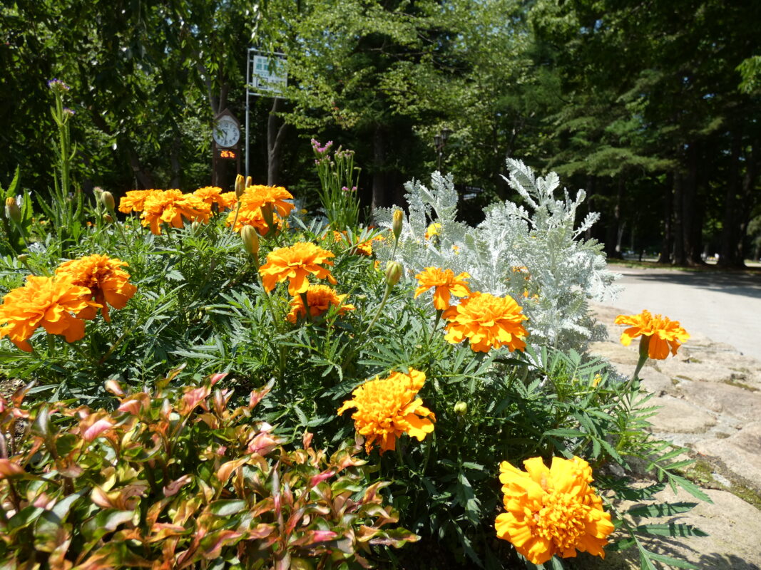 色とりどりの夏花壇と野草花のイメージ
