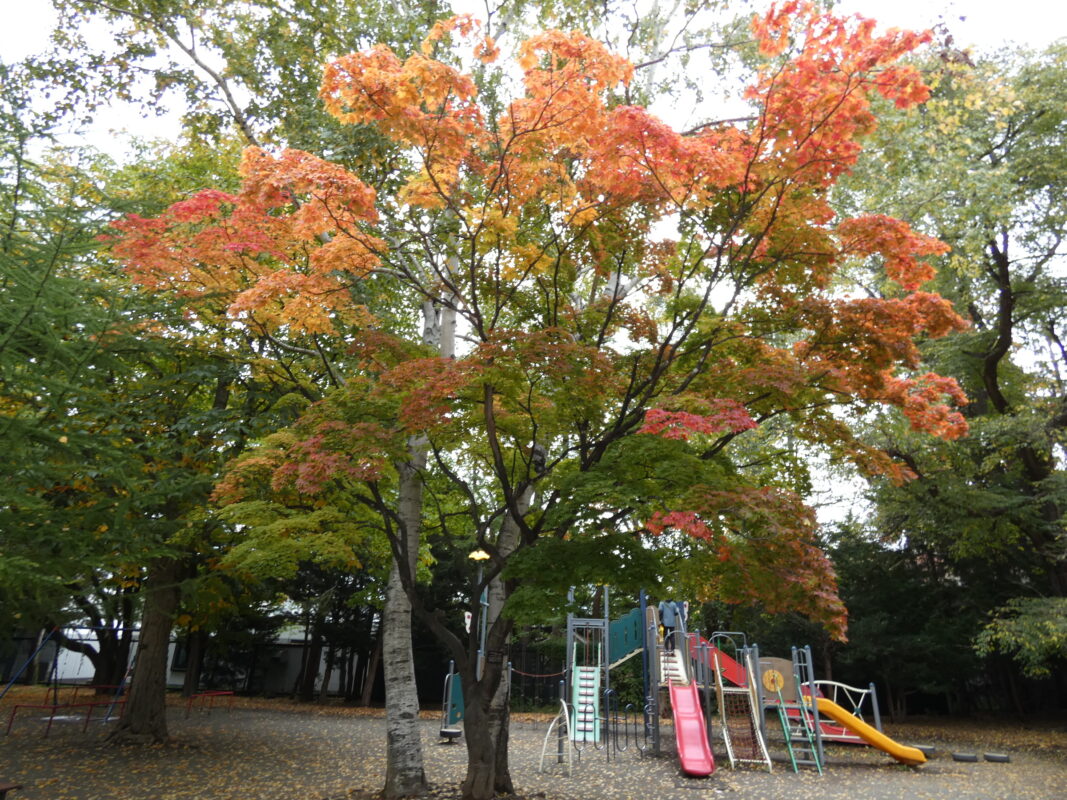 2023年10月21日紅葉と落ち葉を楽しむ円山公園1