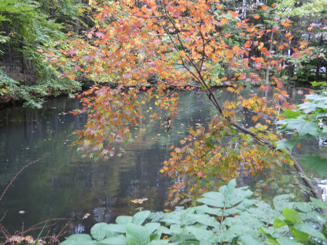 2023年10月21日紅葉と落ち葉を楽しむ円山公園3