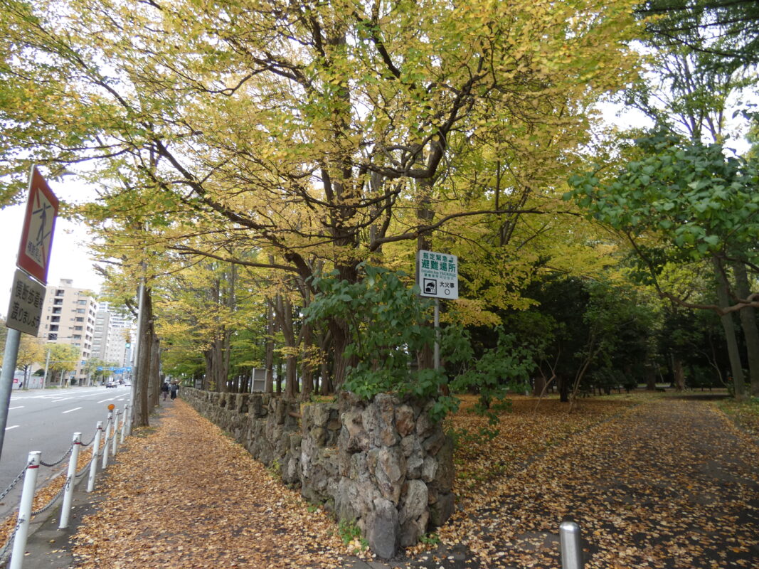 2023年10月21日紅葉と落ち葉を楽しむ円山公園5