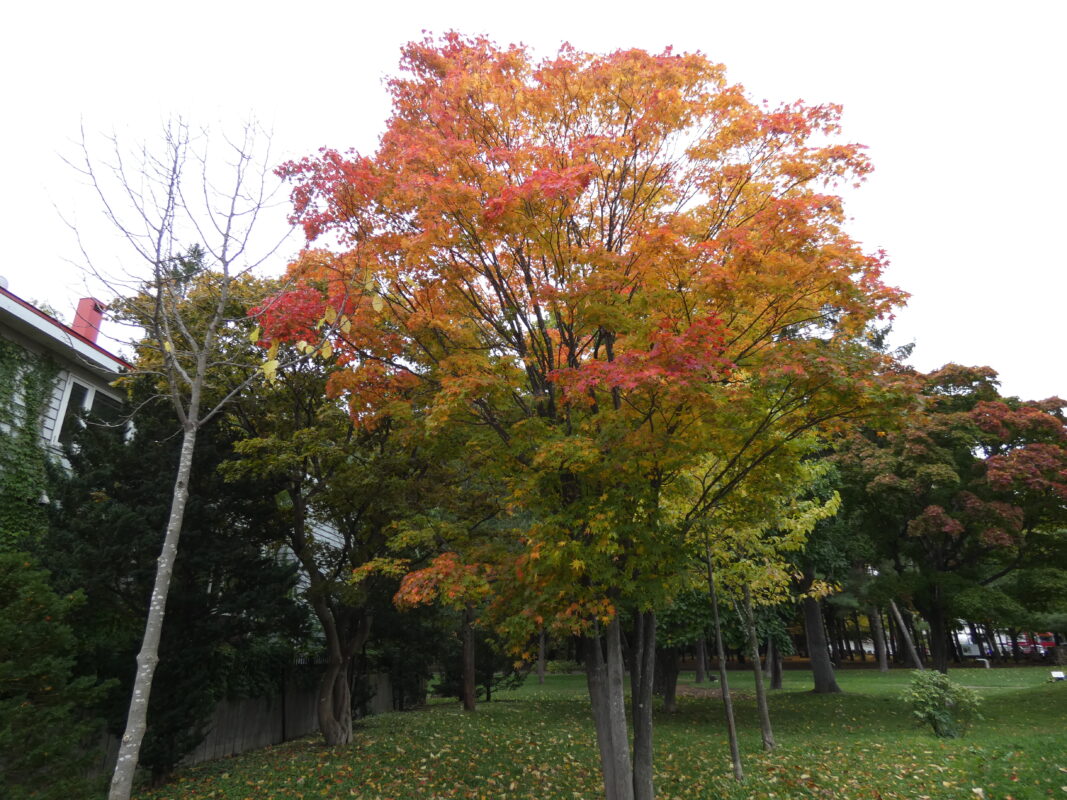 2023年10月21日紅葉と落ち葉を楽しむ円山公園6