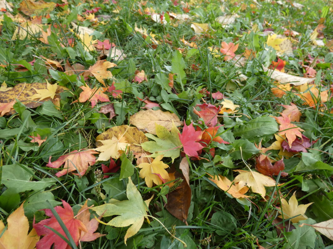 2023年10月21日紅葉と落ち葉を楽しむ円山公園7