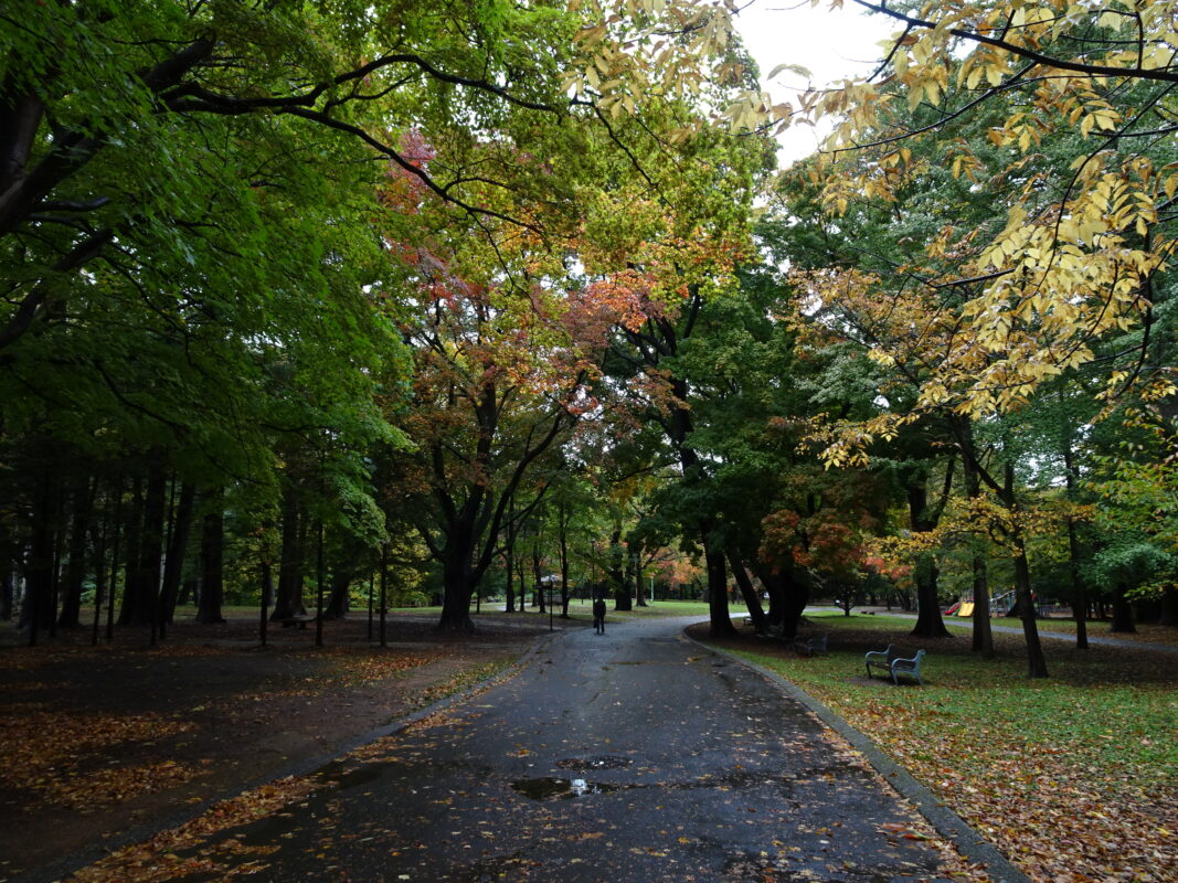 2024年10月19日紅葉状況1