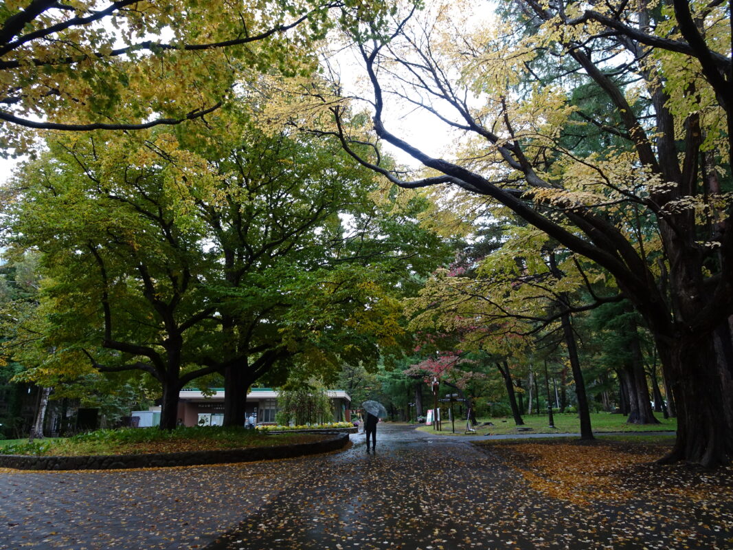 2024年10月19日紅葉状況2