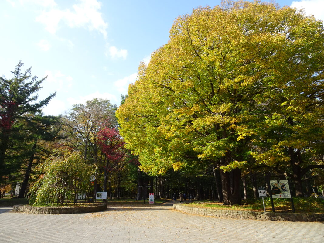 紅葉情報のイメージ