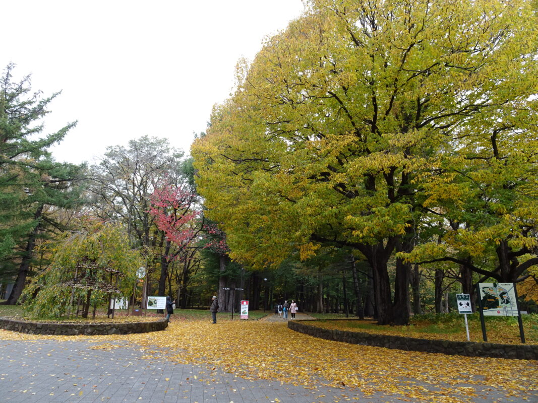 2024年10月28日紅葉状況1