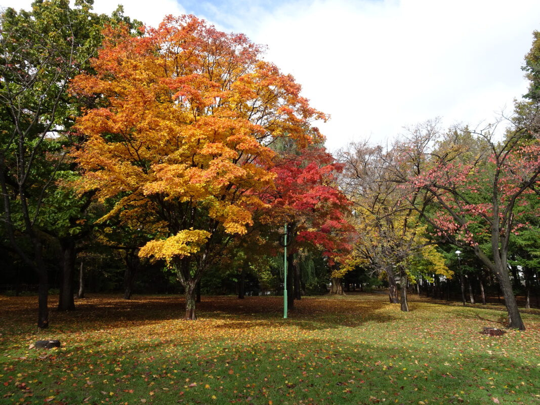 2024年10月28日紅葉状況3