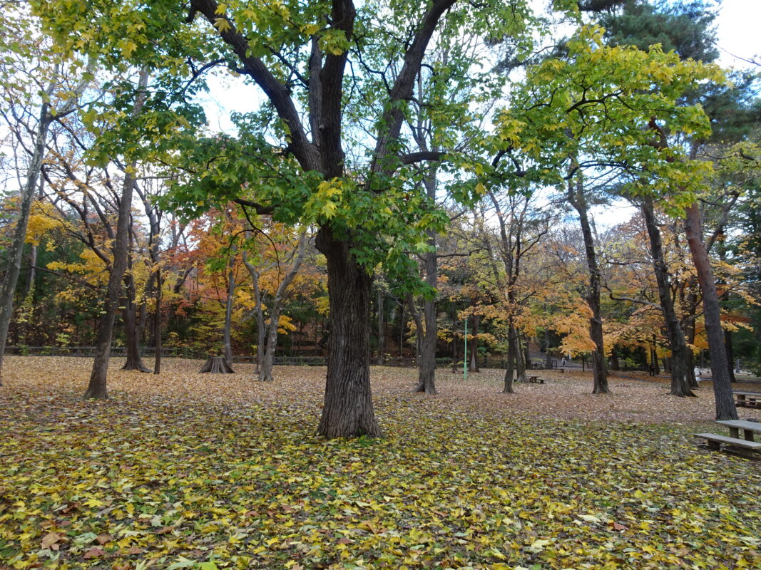 2024年11月5日紅葉状況3