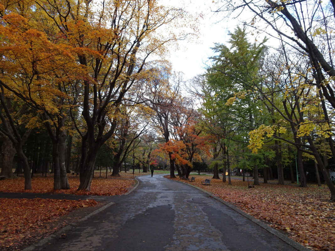 2024年11月5日紅葉状況2