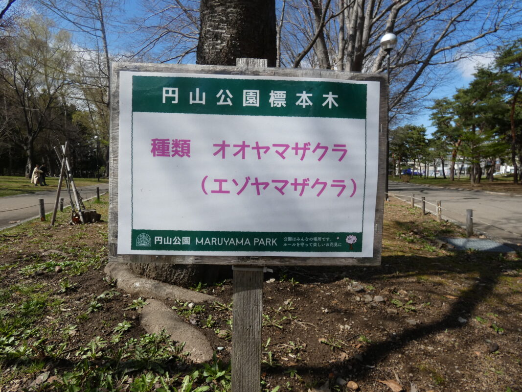 さくら開花情報　開花のイメージ