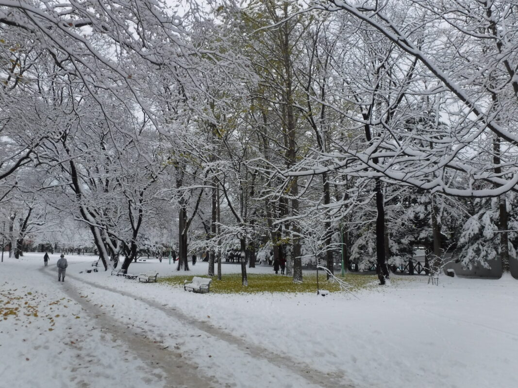 雪の上のイチョウ