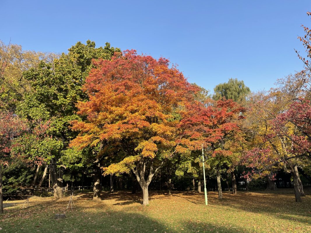 園内の紅葉情報のイメージ